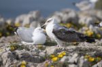 Young Seagulls Near The Cliffs Stock Photo