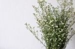 Dried Bouquet Of White Flowers Stock Photo