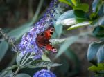 European Peacock Butterfly (inachis Io) Feeding On Buddleia Blossom Stock Photo