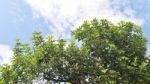 Green Leaf And Blue Sky Stock Photo