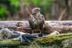 Common Buzzard (buteo Buteo) In A Forest Stock Photo