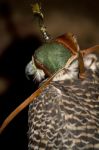 Peregrine Falcon Stock Photo