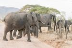 African Elephant In Serengeti National Park Stock Photo