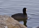 Beautiful Image With Funny Weird American Coot In The Lake Stock Photo