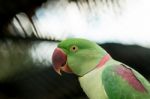 Alexandrine Parakeet Close Up Stock Photo