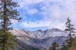 Pine Forest With Snow Mountain And Sky Stock Photo