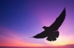 Silhouetted Seagull Flying At Colorful Sunset Stock Photo