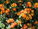 Lantana Camara Shrub In Marbella Spain Stock Photo