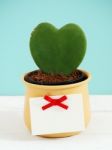 Heart Plant With Tag Stock Photo