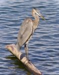 Image Of A Great Blue Heron Standing On A Log Stock Photo