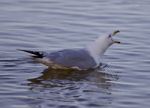 Beautiful Isolated Image With A Gull Swimming And Screaming Stock Photo