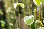 Cute Green Leaves In Natural Heart Shape. Greenery Color Plant Background Stock Photo