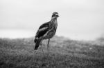 Bush Stone-curlew Resting On The Beach Stock Photo