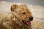 Abandoned Street Dog Stock Photo