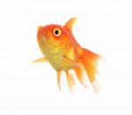 Gold Fish Isolation On The White Stock Photo