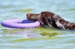 Brown Labrador Swimming In The Sea Stock Photo