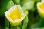 Yellow Flower Of Limnocharis Flava Stock Photo