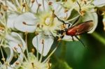 Beetle On A Flowering Ash Stock Photo