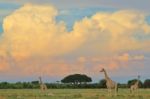 Giraffe Silhouette - African Wildlife - Sunset Bliss And Colors In Nature Stock Photo