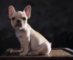 Portrait Of French Bulldogs Puppy Sitting  With Studio Light Stock Photo