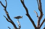 Grey Heron (ardea Cinerea) Stock Photo