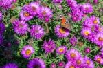 European Peacock Butterfly (inachis Io) Stock Photo