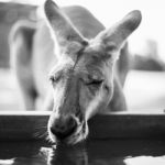 Kangaroo Outside During The Day Stock Photo