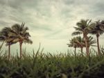 Palm Trees Stock Photo