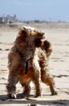 Dog Playing On The Beach Stock Photo