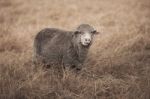 Sheep On The Farm Stock Photo