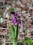 Early Purple Orchid (orchis Mascula) Stock Photo