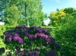 Rhododendron-flowers In The Park Stock Photo