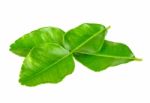 Bergamot Leaf Isolated On The White Background Stock Photo