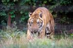 Siberian Tiger (panthera Tigris Altaica) Stock Photo