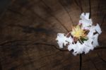 White  Tabebuia Rosea Blossom On Wood Background Stock Photo