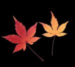 Red Maple Leaf Stock Photo