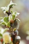 Buds Of Pussy Willow Stock Photo