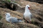 Red-billed Gull (chroicocephalus Scopulinus) Stock Photo