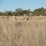 Kangaroos In The Countryside Stock Photo