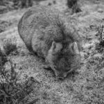 Adorable Large Wombat During The Day Looking For Grass To Eat Stock Photo