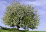 Flowering Tree Stock Photo