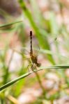 Yellow And Black Pattern Dragon Fly On Grass Stock Photo