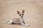 Young Puppy Pomeranian Dogs Lying On Ground With Relaxing Emotio Stock Photo