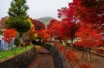 Maple Corridor At Autumn In Kawaguchiko Stock Photo