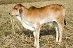 One Brown Calf Graze In The Field On The Farm Stock Photo