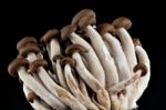 Mushrooms On A Black Background Stock Photo