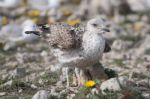 Young Seagulls Near The Cliffs Stock Photo