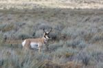 Pronghorn (antilocapra Americana) Stock Photo