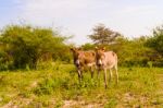 Donkey On The Field Stock Photo