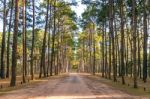 A Long Straight Road In Forest Stock Photo